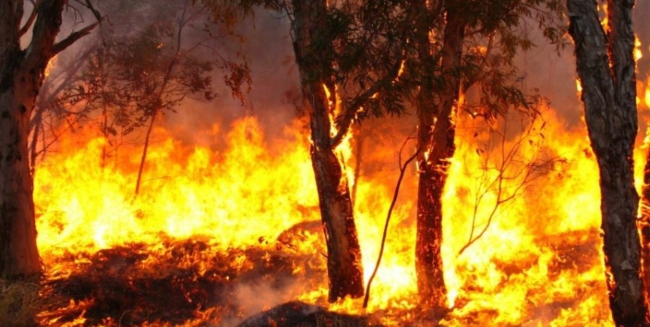 Permanecen activos dos focos de incendios forestales en Entre Ríos