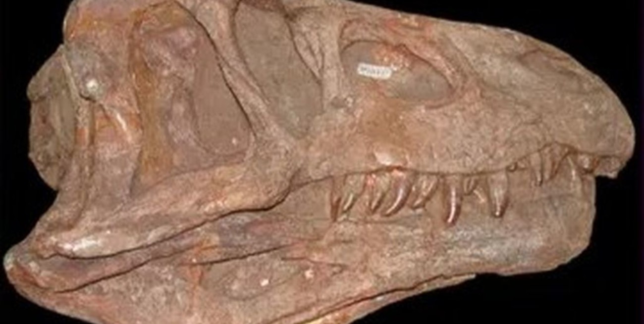 Descubren en India una nueva especie de reptil de 240 millones de años de antigüedad