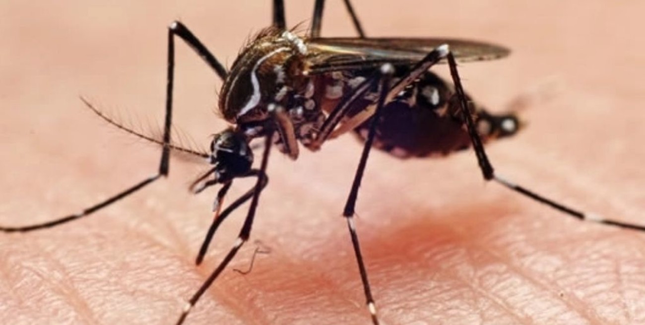 Dengue: expertas argentinas captaron la proteína en movimiento en células vivas infectadas