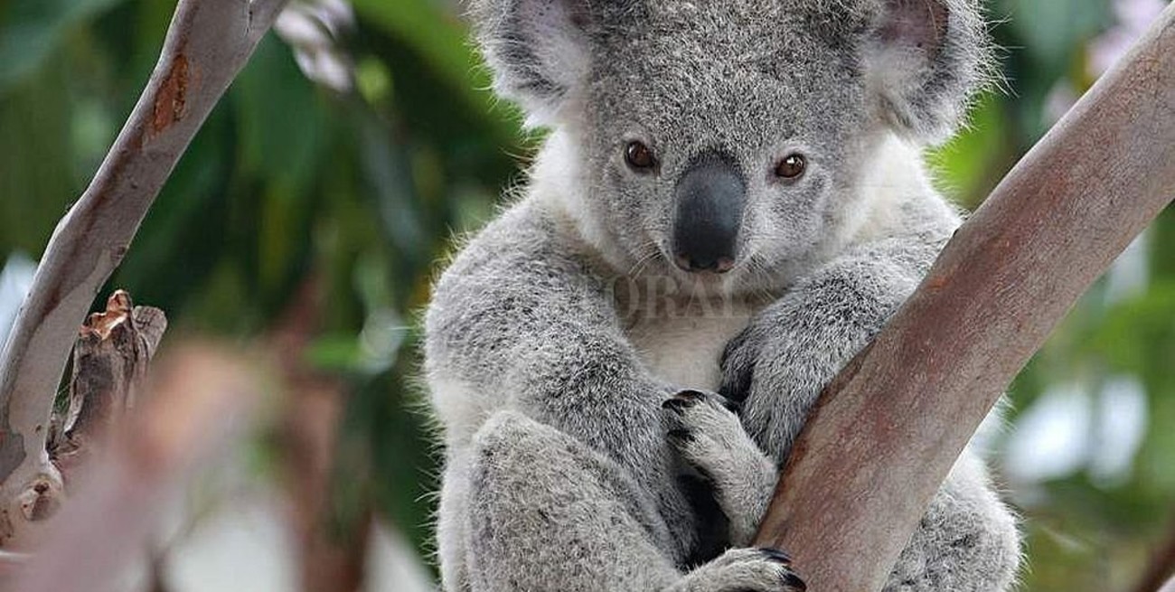 Los koalas podrían extinguirse antes de 2050