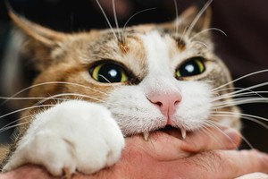 ELLITORAL_377446 |  Gentileza Imagen ilustrativa.