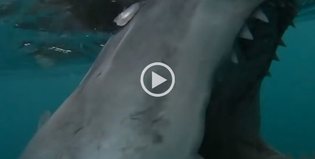 Video: Pescaban tranquilamente y un enorme tiburón blanco mordió el motor de su bote