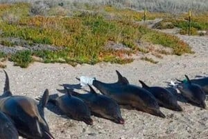 ELLITORAL_407383 |  Gentileza