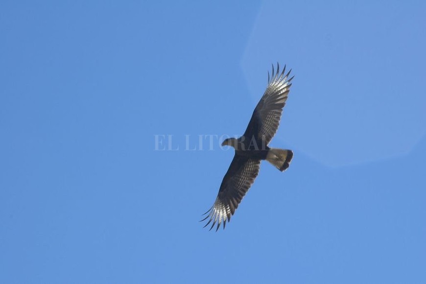 ELLITORAL_370774 |  Archivo