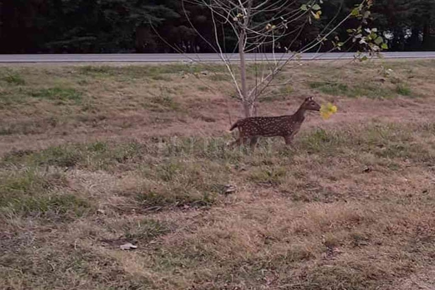 ELLITORAL_309614 | El Litoral