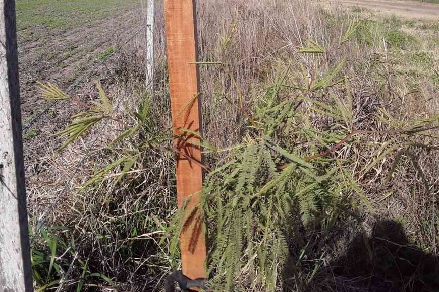 ELLITORAL_382452 |  Gentileza