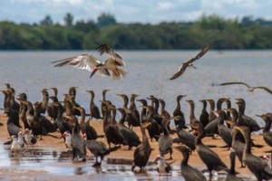 ELLITORAL_392807 |  Gentileza