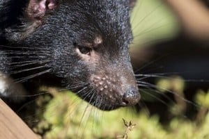 ELLITORAL_378703 |  Gentileza