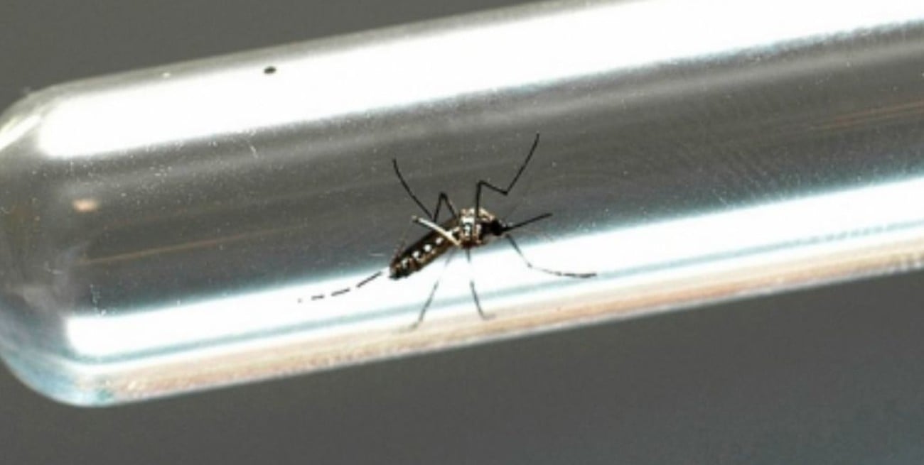 Descubren mecanismo clave de los virus de dengue y zika