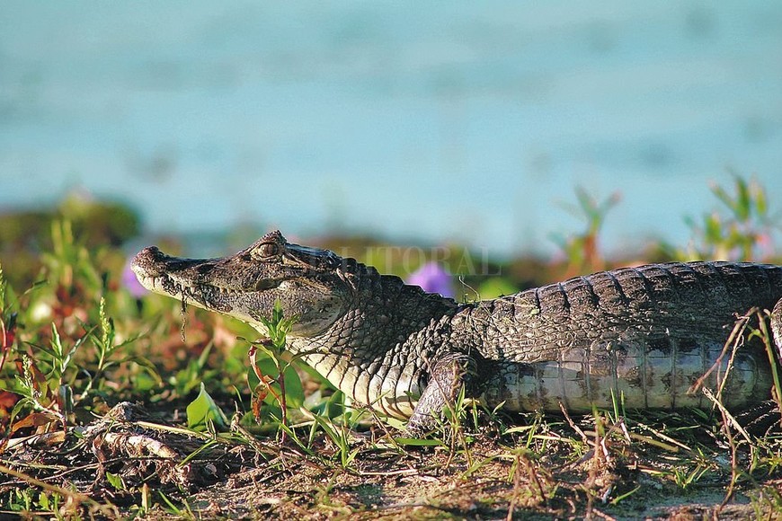 ELLITORAL_316174 |  Jose Vittori. Los reptiles y anfibios tienen desplazamientos más lentos. No se sabe cómo impactaron los incendios sobre estos animales. En la foto, un yacaré overo.