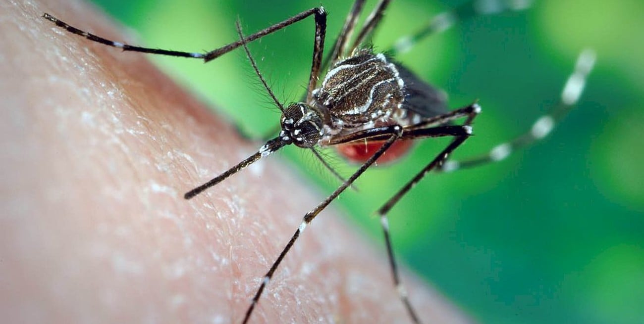 San Luis: detectaron el quinto caso de dengue autóctono