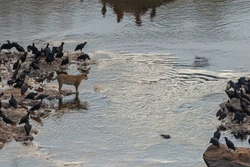 ELLITORAL_397951 |  Cecilia Miura