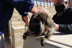 ELLITORAL_373087 |  El Litoral El momento en que el mono es rescatado por personal policial.