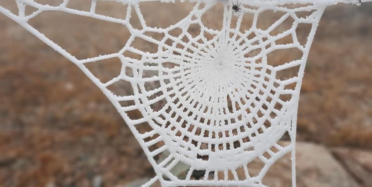 Imágenes: la telaraña congelada que se viralizó desde Córdoba