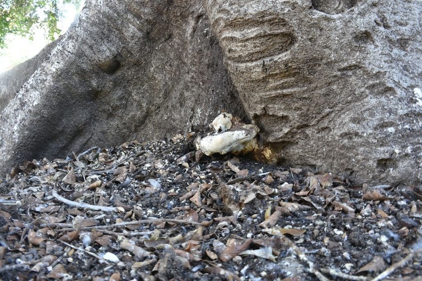 ELLITORAL_362616 |  Manuel Fabatia Cuando en un árbol aparecen hongos de distintas dimensiones, el árbol se seca y comienza a morirse, eso no indica que no puedan mantenerse, pero cumplen su vida útil , explicó Mazzarantani.