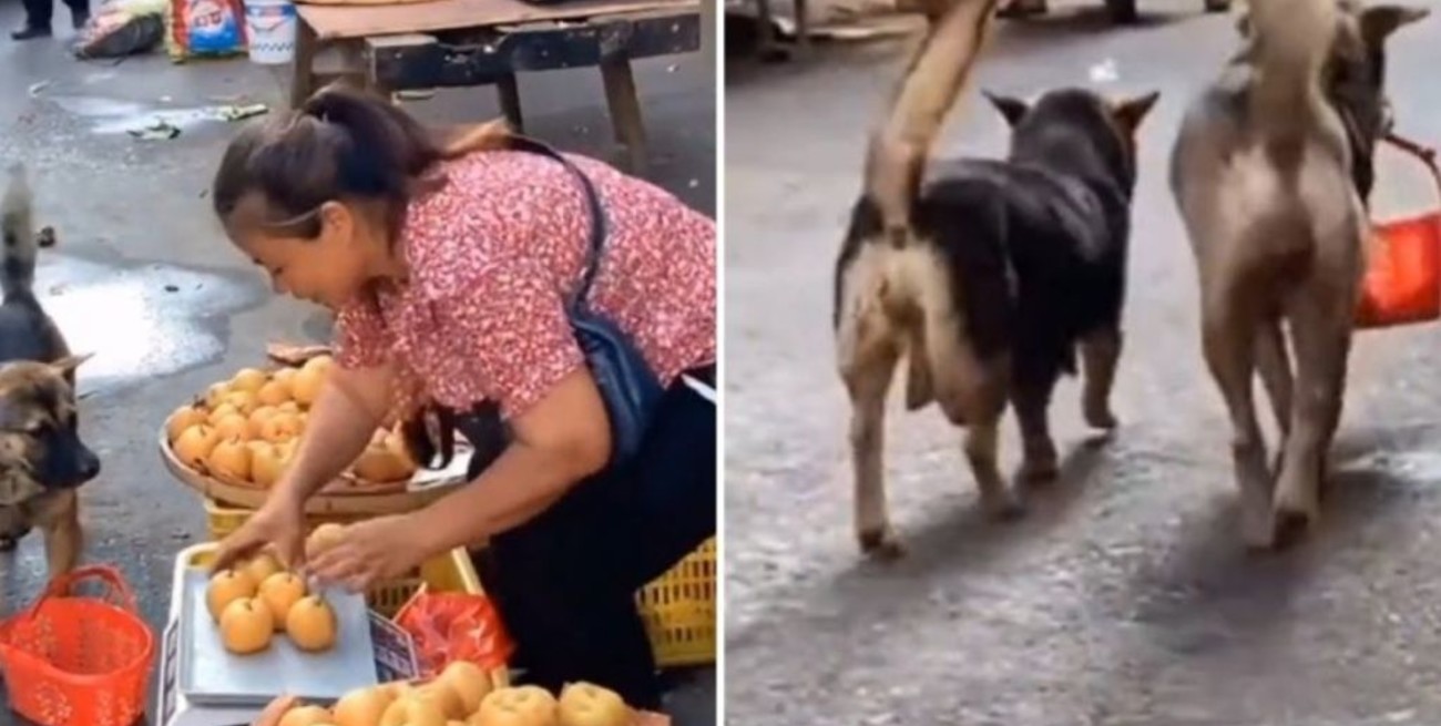 Video: perrito compra manzanas y se vuelve viral