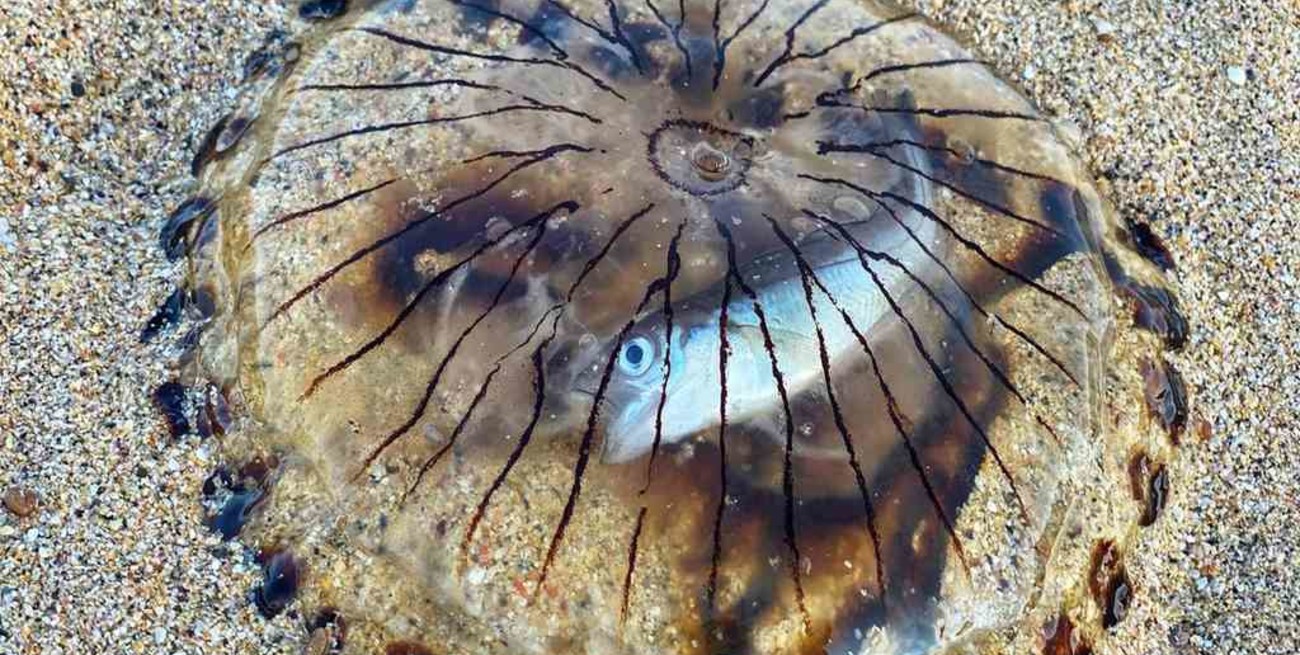 Hallaron un pez casi intacto en el interior de una medusa muerta