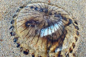 ELLITORAL_396937 |  Gentileza La medusa fue hallada por un fotógrafo durante un paseo con sus perros por una playa de Cornualles.