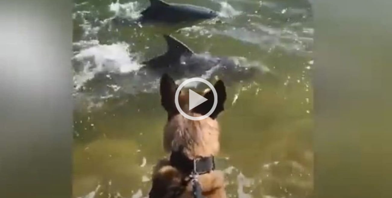 Video: el increíble encuentro de un perro y dos delfines