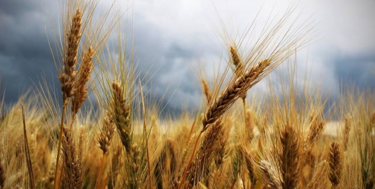 Explicaría la alta prevalencia de la celiaquía el exceso de nitrógeno en los cultivos de trigo 