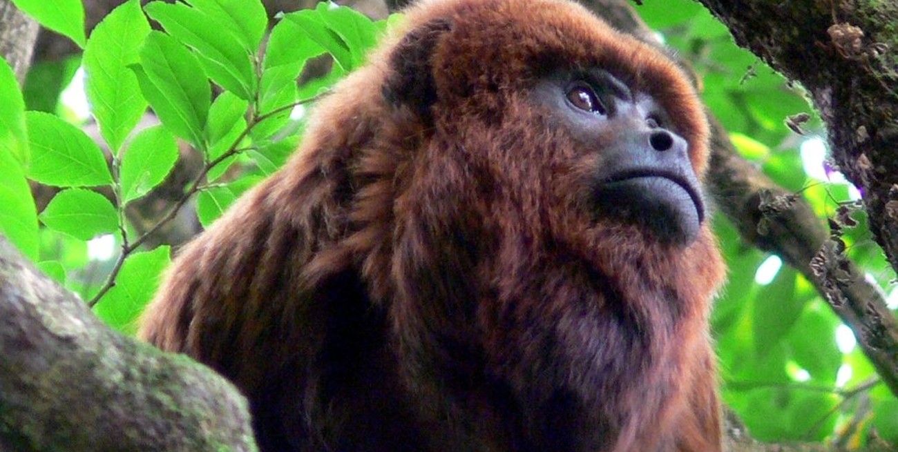Proteccionistas buscan declarar a los monos carayá como monumento natural de Corrientes