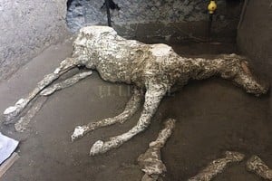 Facebook - Pompeii - Parco Archeologico @pompeiisoprintendenza