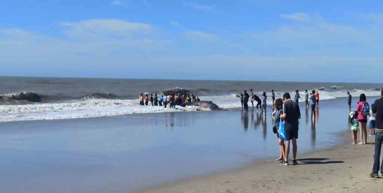 Video: rescataron a una ballena de 4 toneladas varada en una playa de Villa Gesell