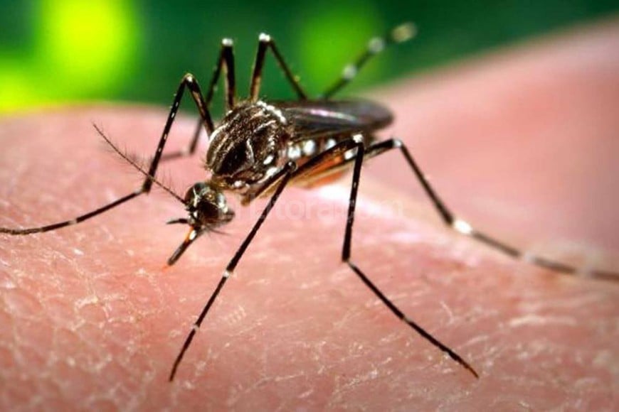 ELLITORAL_145423 |  Gentileza Ministerio de Salud provincial. Los brotes de zika y dengue se dieron en el norte de Brasil, Colombia, Venezuela y otros países del Caribe. El virus de zika es transmitido por los mosquitos del género Aedes.