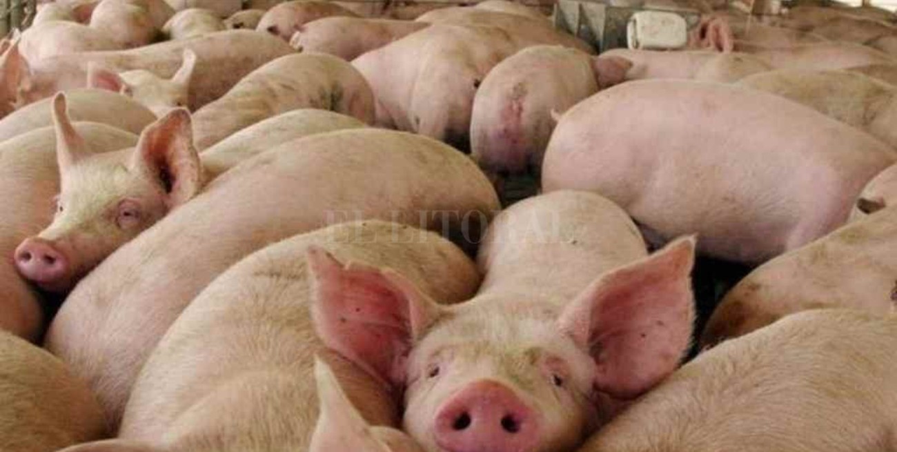 China viene a criar cerdos 