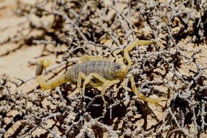 ELLITORAL_419050 |  Lastovetskiy Scorpion deathstalker from the Negev desert took refuge (Leiurus quinquestriatus)