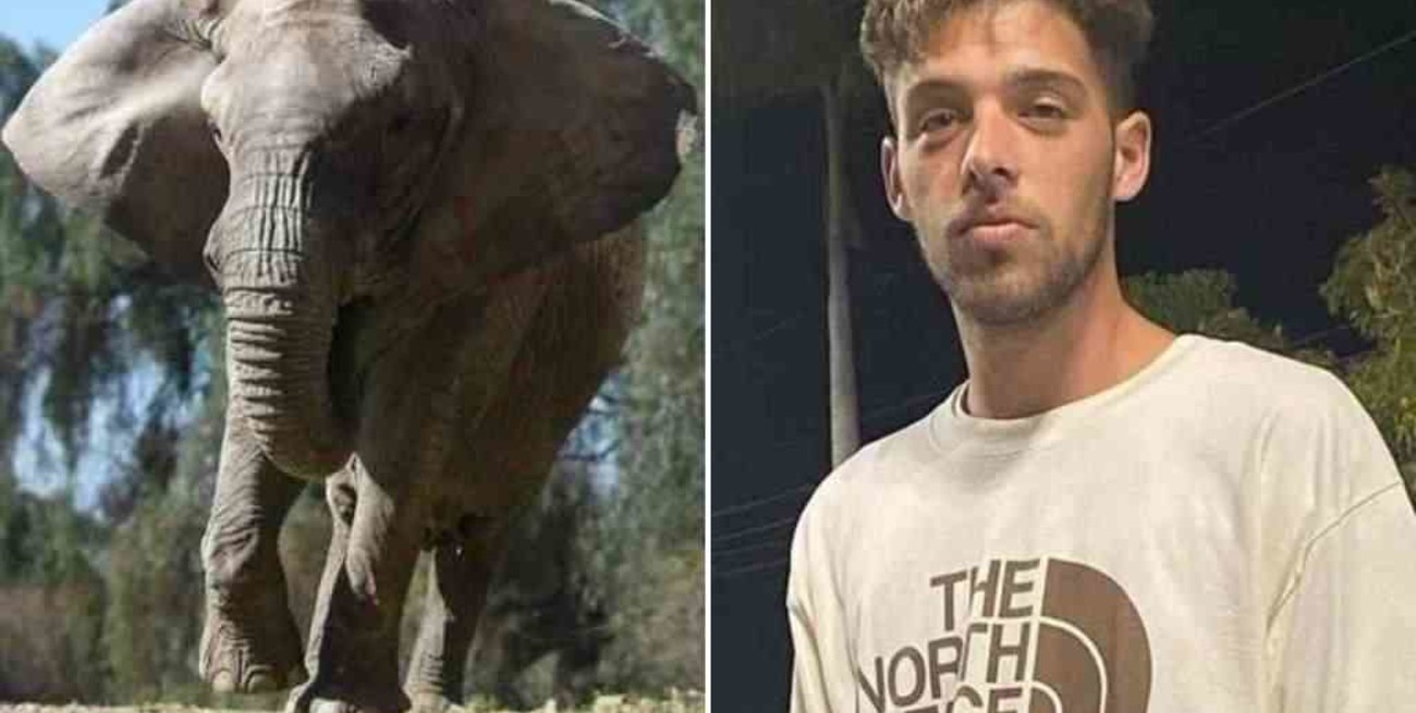 Santi Maratea logró transferir los fondos para que el elefante Tamy sea trasladado a un santuario en Brasil