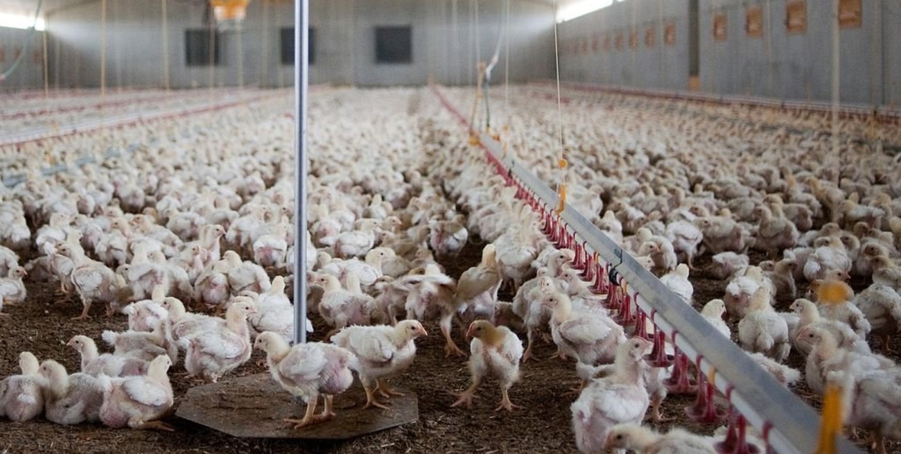 Más consumo y sostenida producción de carne aviar