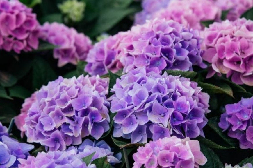ELLITORAL_413276 |  Gentileza Hortensia. Foto ilustración Shutterstock.