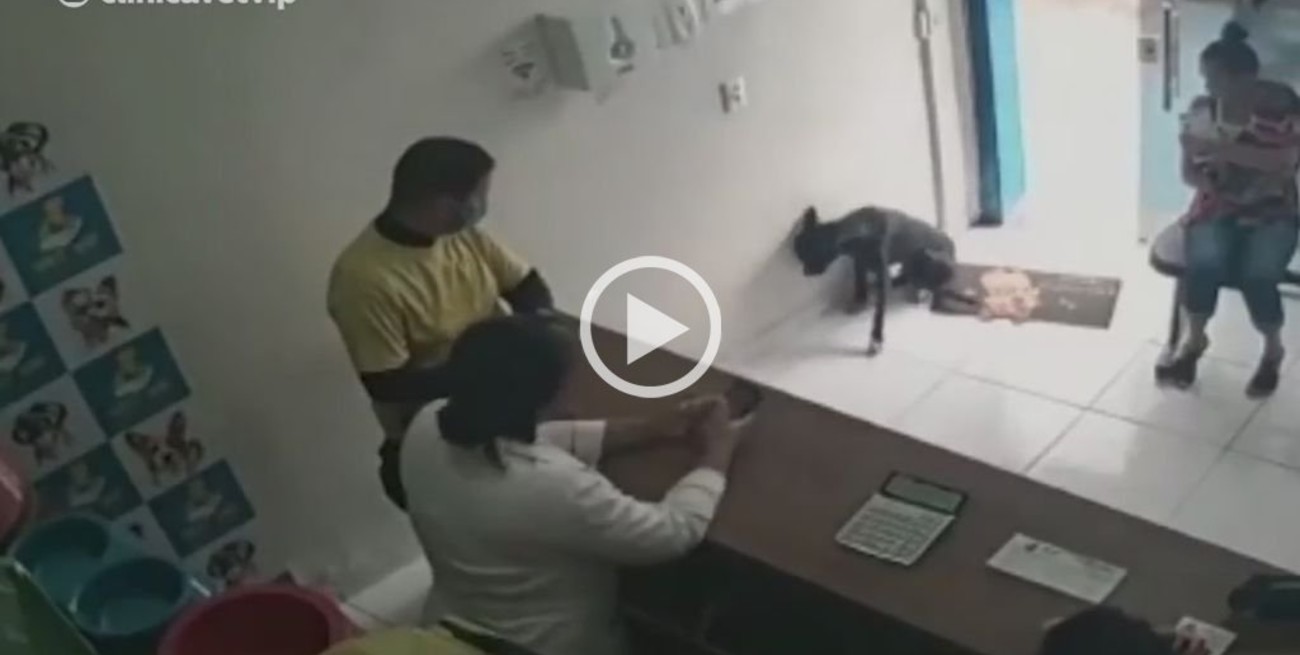 Video: un perro callejero entró a una veterinaria y mostró su pata lesionada para pedir ayuda