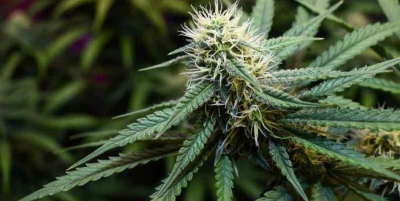 Se lanzó la primera Encuesta Nacional de personas que usan cannabis