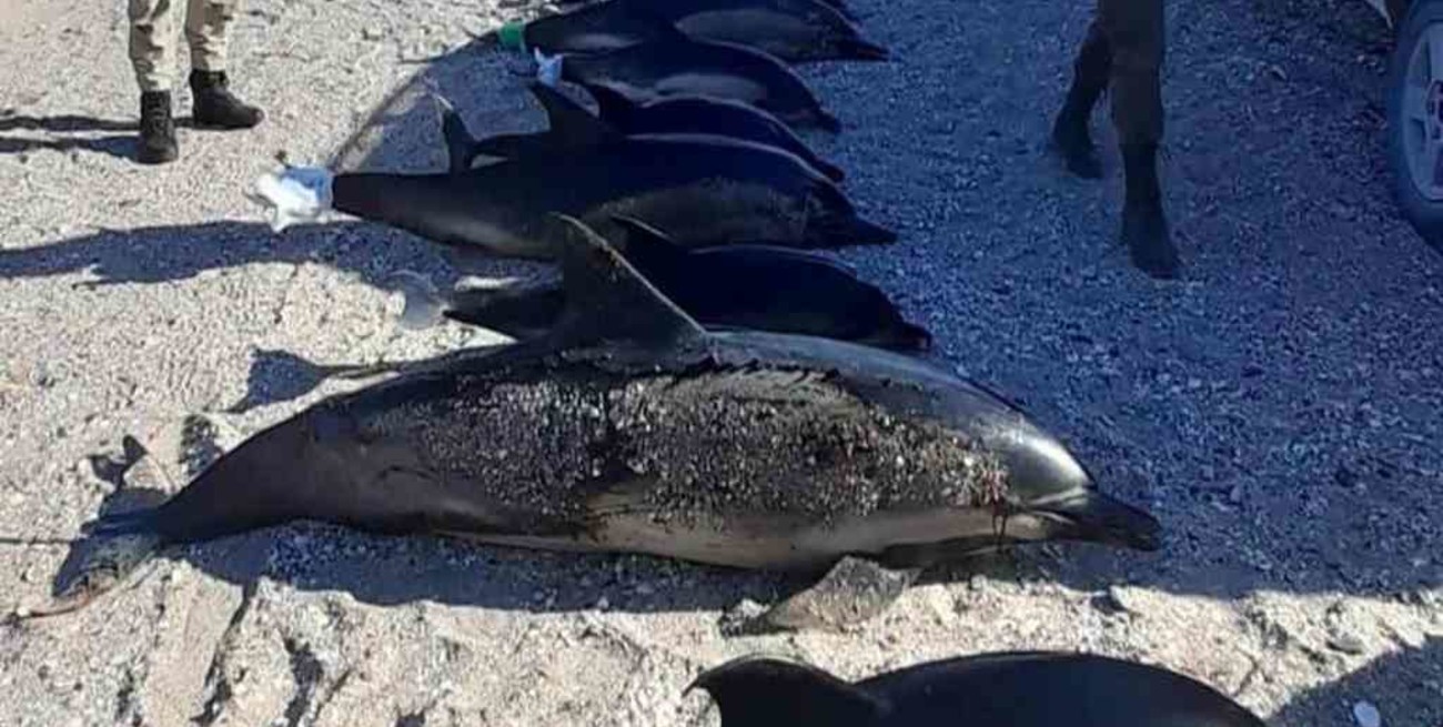 Dieciséis delfines aparecieron muertos en las costas rionegrinas de San Antonio Oeste