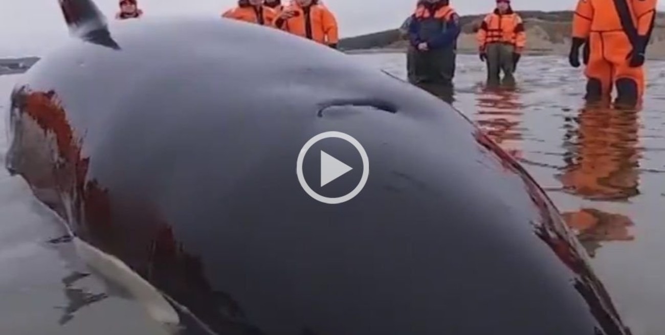 Video: rescataron una orca bebé que había quedado varada