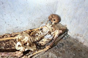 ELLITORAL_398577 |  Parque Arqueológico de Pompeya Esqueleto de Marcus Venerius Secundio