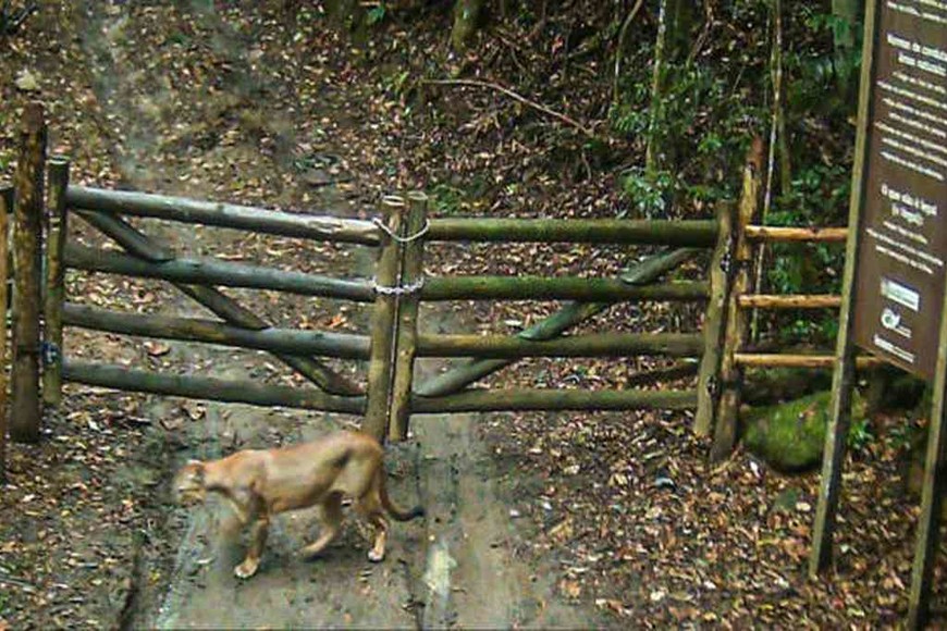 ELLITORAL_412687 |  AFP El puma fue encontrado en Brasil.