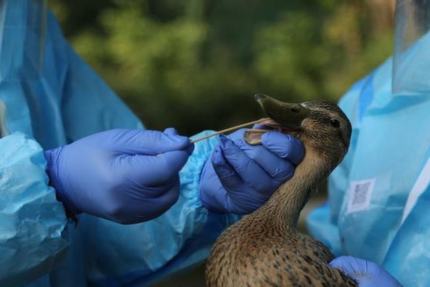 ELLITORAL_357702 |  Picture Alliance