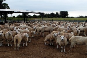 ELLITORAL_360110 |  Gentileza