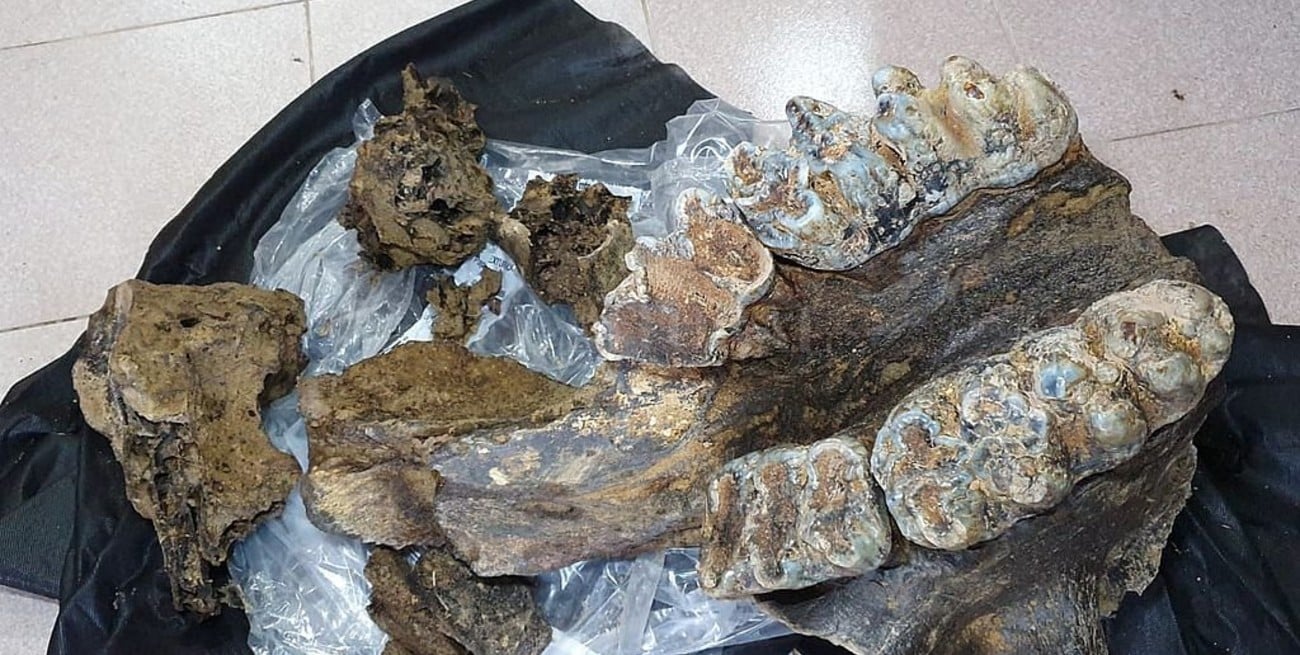 Tras el hallazgo de los restos de un mastodonte, qué planean promover en la localidad de Andino