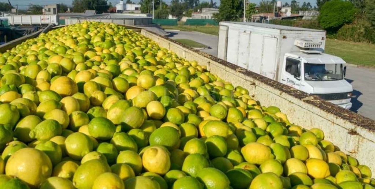 Entre Ríos: el Senasa incautó limones que eran transportados al Mercado Central