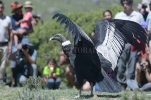 Gentileza La emotiva liberación de dos cóndores andinos en Mendoza