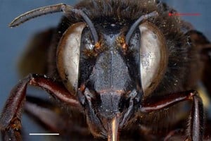 ELLITORAL_400809 |  Inabio Fotografía sin fecha cedida este lunes por Inabio en la que se registró una abeja de las orquídeas (Eulaema meriana), encontrada en un sector de la provincia de Los Ríos, en la región tropical del sureste de Ecuador.