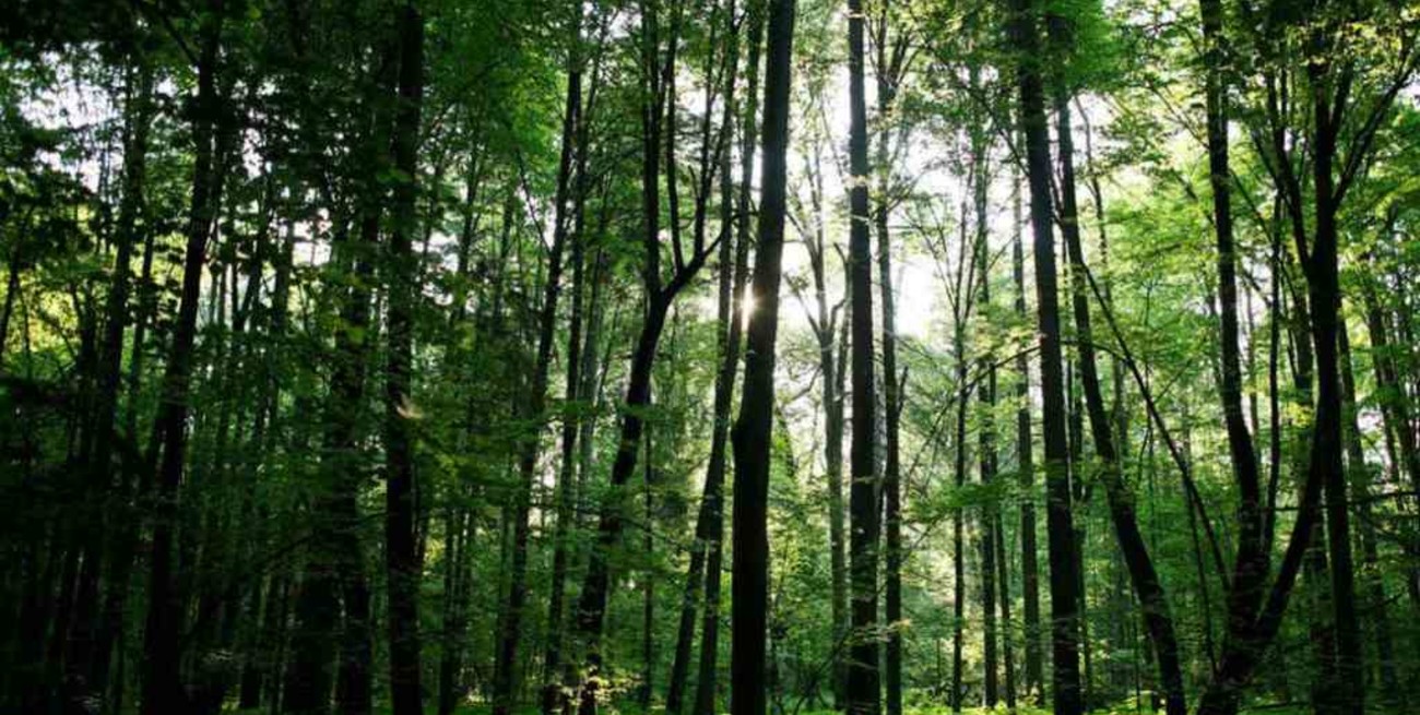 Casi 20 millones de pesos se distribuirán en Jujuy para la conservación de bosques nativos