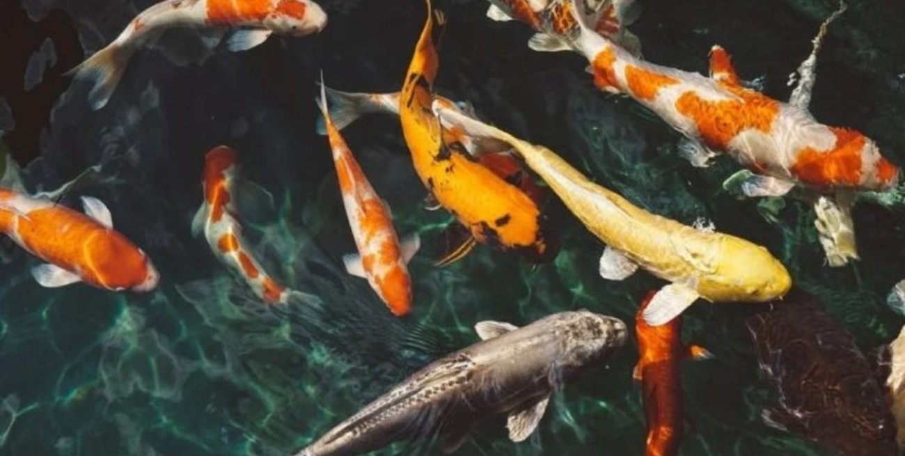 A causa de la crisis climática los peces están cambiando 