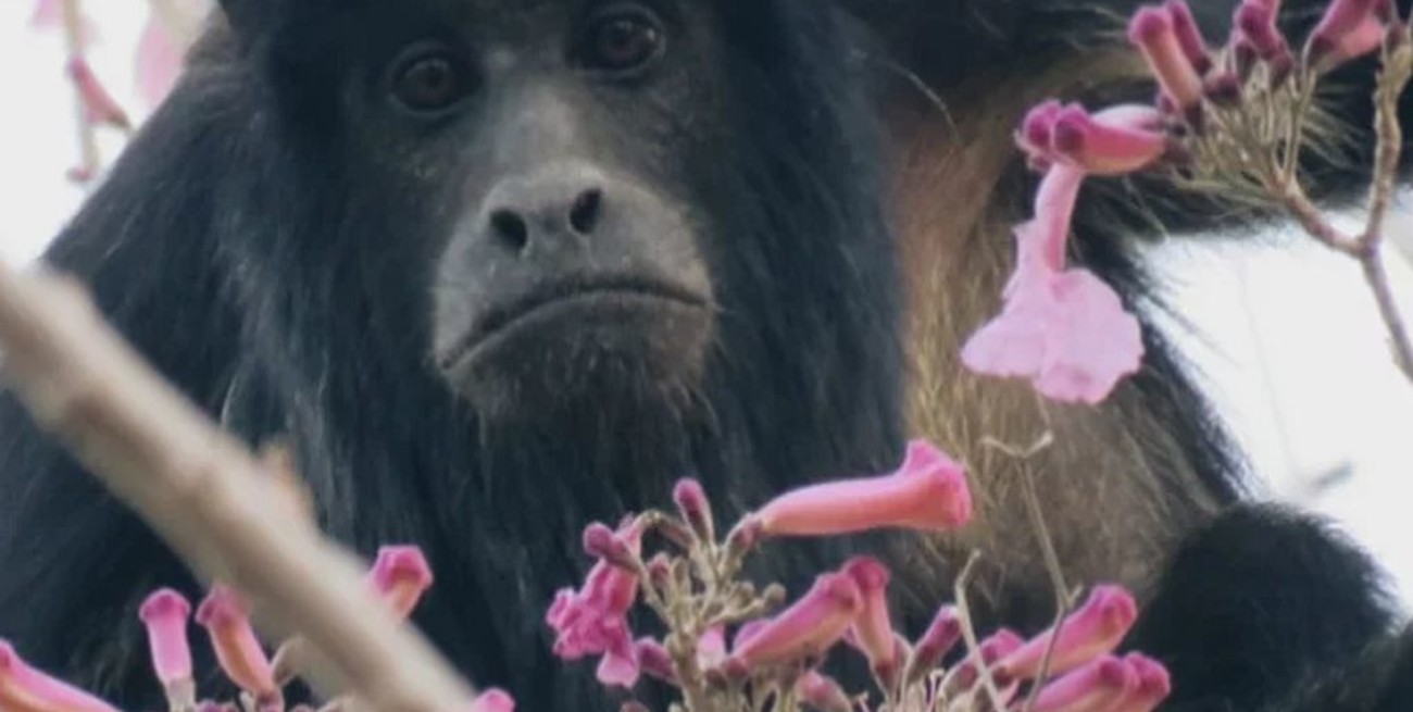 El mono carayá es el nuevo Monumento Natural de Corrientes