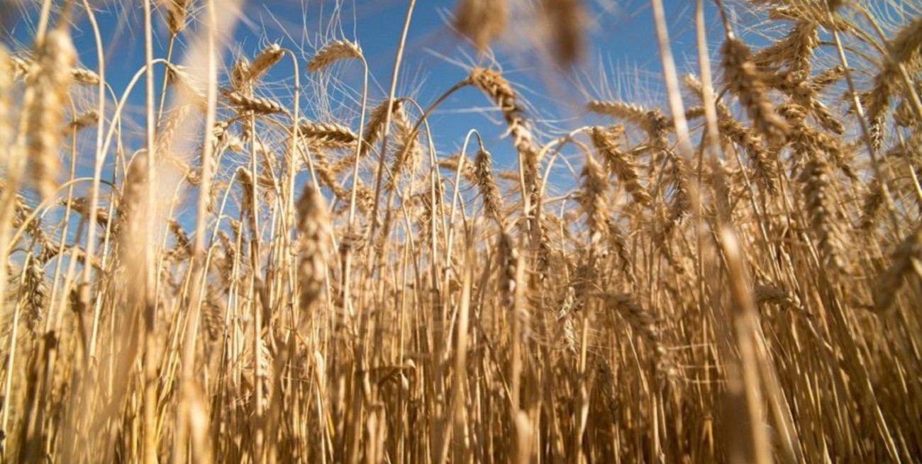 Buena jornada para el trigo y el maíz en Rosario
