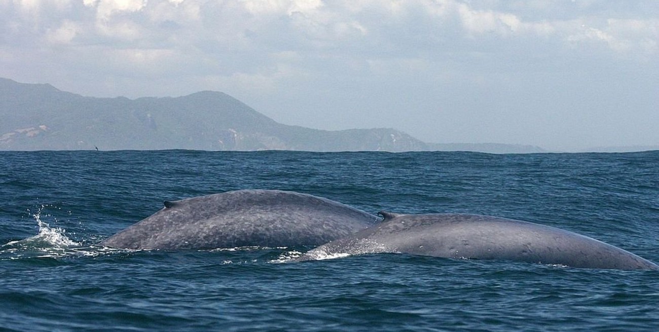 El tránsito marítimo en Chile atenta contra la ballena azul 